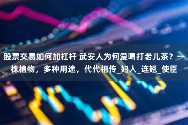 股票交易如何加杠杆 武安人为何爱喝打老儿茶？一株植物，多种用途，代代相传_妇人_连翘_使臣